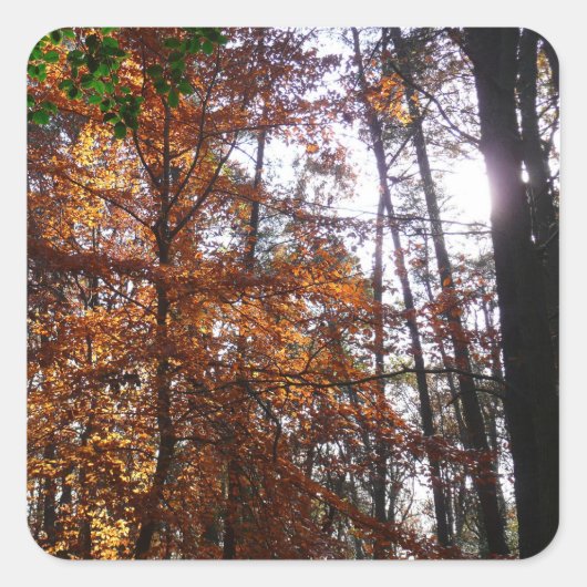 Sonnenlicht durch Herbstbaum bei Greenbelt Quadratischer Aufkleber (Vorderseite)
