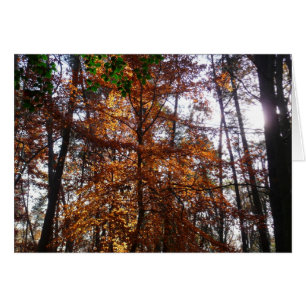 Sonnenlicht durch Herbstbaum im Greenbelt