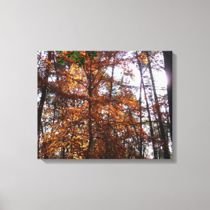 Sonnenlicht durch Herbstbaum im Greenbelt Leinwanddruck