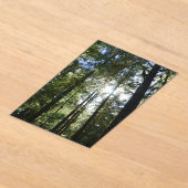 Sonnenlicht durch Kiefern Acryleinladungen (Ablage )