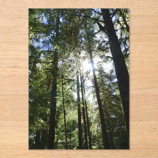 Sonnenlicht durch Kiefern Acryleinladungen (Vorderseite)