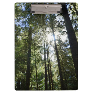 Sonnenlicht durch Kiefern Klemmbrett