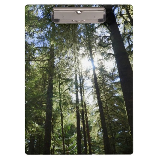Sonnenlicht durch Kiefern Klemmbrett (Vorderseite)