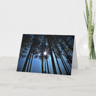 Sonnenlicht durch Pinienbäume, Karte