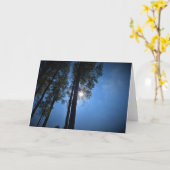 Sonnenlicht durch Pinienbäume, Karte (Gelbe Blume)