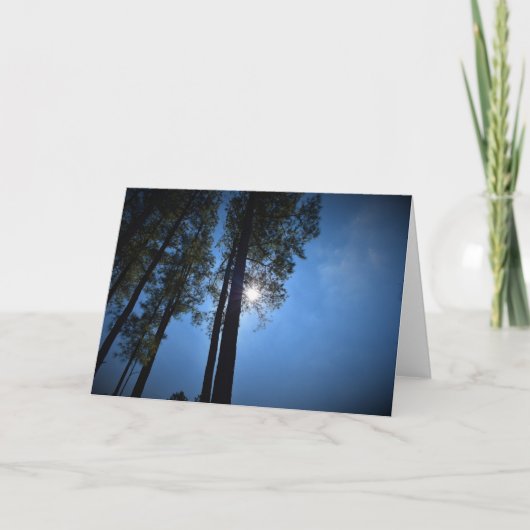 Sonnenlicht durch Pinienbäume, Karte (Vorderseite)