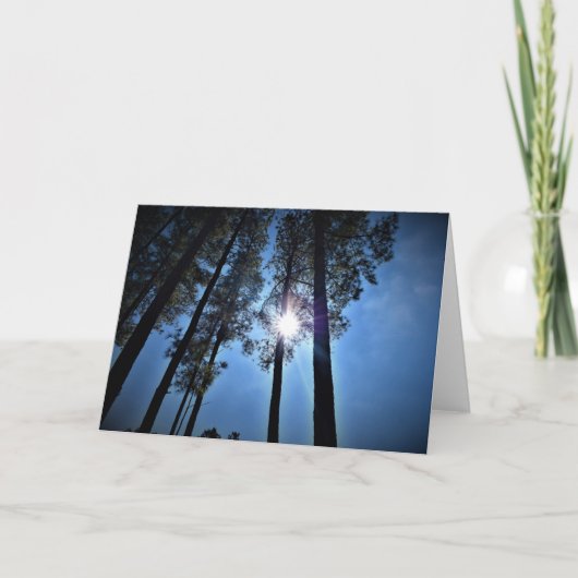 Sonnenlicht durch Pinienbäume, Karte (Vorderseite)