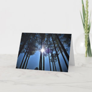 Sonnenlicht durch Pinienbäume, Karte