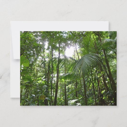 Sonnenlicht durch Regenwaldkanopie tropisches Grün (Vorderseite)