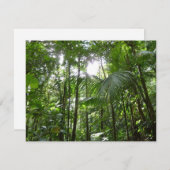 Sonnenlicht durch Regenwaldkanopie tropisches Grün (Vorne/Hinten)