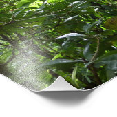 Sonnenlicht durch Regenwaldkanopie tropisches Grün Fotodruck (Ecke)
