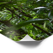 Sonnenlicht durch Regenwaldkanopie tropisches Grün Poster (Ecke)