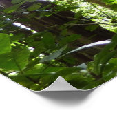 Sonnenlicht durch Regenwaldkanopie tropisches Grün Poster (Ecke)