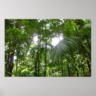 Sonnenlicht durch Regenwaldkanopie tropisches Grün Poster