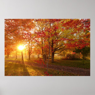 Sonnenlicht durch verfallene Ahornbäume Poster