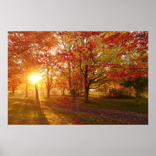 Sonnenlicht durch verfallene Ahornbäume Poster (Vorne)