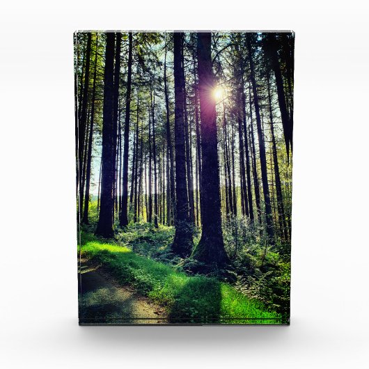 Sonnenlicht durch Waldbäume Fotoblock (Vorderseite)