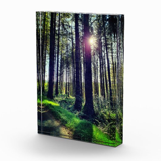 Sonnenlicht durch Waldbäume Fotoblock (Rechts)