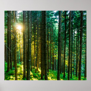 Sonnenlicht durch Waldbäume Poster