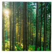 Sonnenlicht durch Wälder Fliese (Vorderseite)