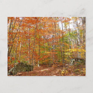 Sonnenlicht gesprenkelter Herbstweg im Laurel Hill Postkarte