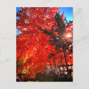 Sonnenlicht im Herbst Postkarte