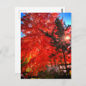 Sonnenlicht im Herbst Postkarte (Vorne/Hinten)