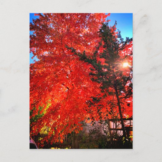 Sonnenlicht im Herbst Postkarte (Vorderseite)