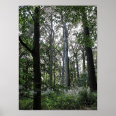 Sonnenlicht im Wald Poster (Vorne)