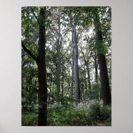 Sonnenlicht im Wald Poster