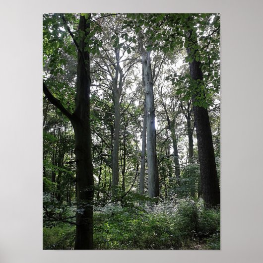 Sonnenlicht im Wald Poster (Vorne)