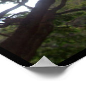 Sonnenlicht in den Bäumen Poster (Ecke)