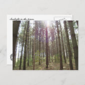 Sonnenlicht in den Kiefern Postkarte (Vorne/Hinten)