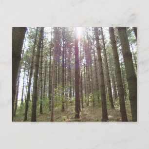 Sonnenlicht in den Kiefern Postkarte