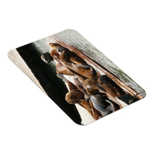 Sonnenlicht in San Francisco Magnet (Rechte Seite)