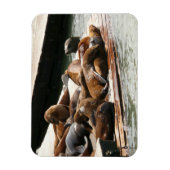 Sonnenlicht in San Francisco Magnet (Vertikal)