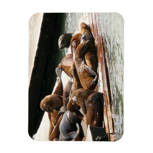 Sonnenlicht in San Francisco Magnet (Vertikal)