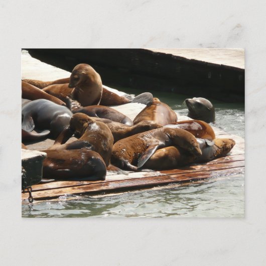 Sonnenlicht in San Francisco Postkarte (Vorderseite)