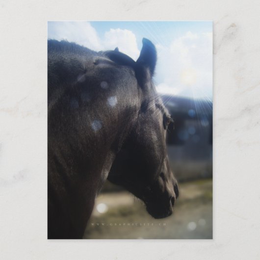 Sonnenlicht - Postkarte (Vorderseite)