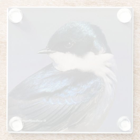 Sonnenlicht Profil eines Baumschlucks Songbird Glasuntersetzer (Rückseite)