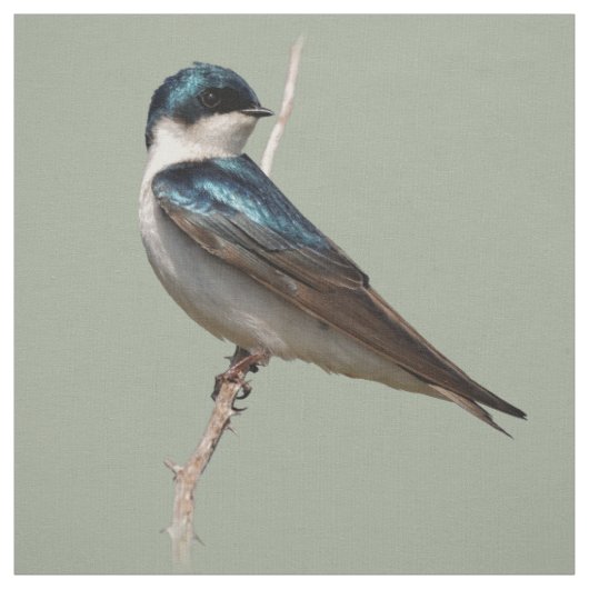 Sonnenlicht Profil eines Baumschlucks Songbird Stoff (Muster)