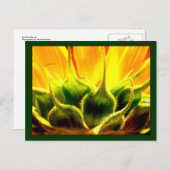 Sonnenlicht Sonnenblume Postkarte (Vorne/Hinten)