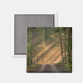Sonnenlicht strahlt durch einen Wald Magnet (Vorderseite/Rückseite)