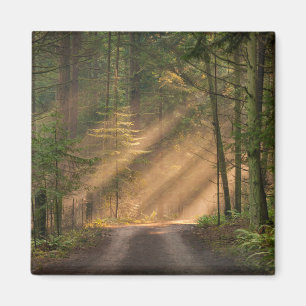 Sonnenlicht strahlt durch einen Wald Magnet