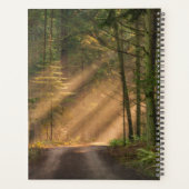 Sonnenlicht strahlt durch einen Wald Planer (Rückseite)
