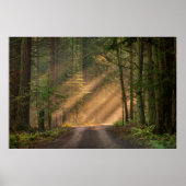 Sonnenlicht strahlt durch einen Wald Poster (Vorne)