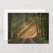 Sonnenlicht strahlt durch einen Wald Postkarte (Vorne/Hinten)