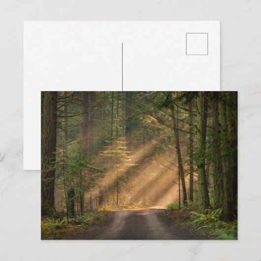 Sonnenlicht strahlt durch einen Wald Postkarte (Vorne/Hinten)