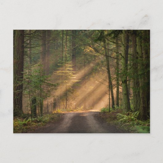 Sonnenlicht strahlt durch einen Wald Postkarte (Vorderseite)