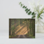 Sonnenlicht strahlt durch einen Wald Postkarte (Stehend Vorderseite)